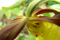 Střevíčník pantoflíček - Cypripedium calceolus , detail květu - opylení, les Halín, 14.5.2006