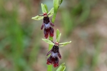 Tořič hmyzonosný - Ophrys insectifera , Na Černčí, 14.5.2011