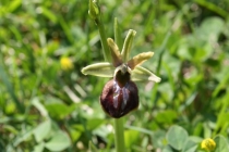 Tořič pavoukonosný - Ophrys sphegodes , Černá Hora, 4.4.2009