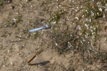 Vážka hnědoskvrnná - Orthetrum brunneum , Zlíčský rybník, 1.7.2012