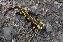 Mlok skvrnitý - Salamandra salamandra , Výrov, 30.4.2012