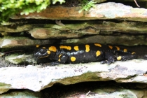 Mlok skvrnitý - Salamandra salamandra , Výrov, 7.5.2013 