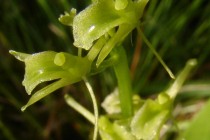 Hlízovec Loeselův- Liparis loeselii, detail květu,  PP Broumarské slatiny
