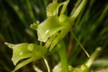 Hlízovec Loeselův- Liparis loeselii, detail květu,  PP Broumarské slatiny 2