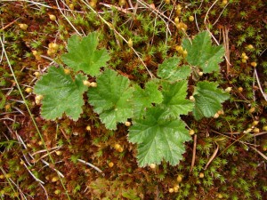 Ostružiník moruška - Rubus chamaemorus , Krkonoše - Úpské rašeliniště, 16.6.2007