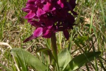 Prstnatec bezový - Dactylorhiza sambucina , Orlické hory - Šediviny, 30.4.2009