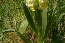 Prstnatec bezový - Dactylorhiza sambucina , Orlické hory - Šediviny, 8.5.2010