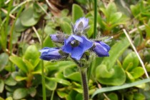Rozrazil chudobkovitý - Veronica bellidioides , detail květu, Rumunsko - Bucegi, 18.7
