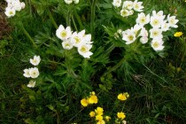 Sasanka narcisokvětá - jeden z mnoha místních botanických klenotů
