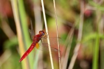 Vážka červená - Crocothemis erythraea , Zlíčský rybník, 21.8.2011