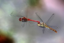 Vážka rudá - Sympetrum sanguineum, Náchod – odkaliště Popílek