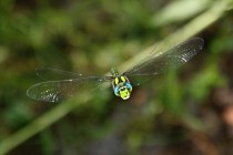 Z očí do očí - šídlo modré (Aeshna cyanea)