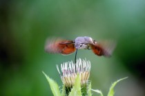 K vynikajícím letcům a dálkovým migrantům patří i lišajové (Dlouhozobka svízelová - Macroglossum stellatarum)