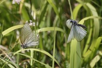 Typickými lučními motýly jsou bělásci, zde bělásek ovocný při námluvách