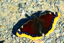 Co se nám asi snaží motýl svými křídly sdělit? Možná toto - jsem babočka osiková a svět je se mnou krásnější.