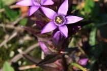 Hořeček mnohotvarý český - Gentianella praecox subsp. Bohemica)