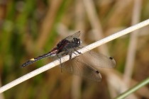 Léta zde i vážka jasnoskvrnná - Leucorrhinia pectoralis