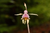 Sklenobýl bezlistý je orchidej s velmi neobvyklou vizáží - nemá listy a opravdu vypadá, jako kdyby byla z průsvitného nažloutlého a růžového skla.