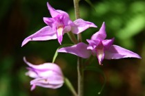 Krásná a vzácná lesní orchidej - okrotice červená