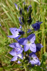 Rozrazil ožankový - Veronica teucrium , Brod nad Labem, 29.5.2007