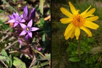 K místním botanickým pokladům patří hořeček mnohotvarý český - Gentianella praecox subsp. bohemica a prha arnika - Arnica montana