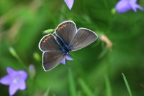 Modrásek ušlechtilý - Polyommatus amandus - samice, Orlické hory- U Žídků, 20.6.2012