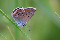 Modrásek ušlechtilý - Polyommatus amandus