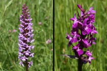 Orchideje pětiprstka žežulník a prstnatec májový zde na jaře zbarví louku do fialova