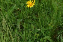 Škarda měkká čertkusolistá - Crepis mollis subsp. Hieracioides