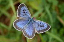 ... modrásek černoskvrnný ("Arion") patří k našim nejhezčím a nejvzácnějším motýlům