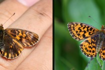 Vzácně se zde vyskytuje i velmi neobvyklá forma perleťovce nejmenšího (vpravo typický perleťovec, vlevo místní "anomálie")
