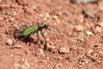 Stejně jako svižník polní