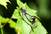 Vážka čárkovaná - Leucorrhinia dubia , Odkaliště Jívka, 13.6.2009