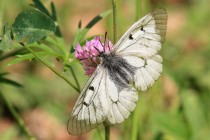 Jasoň dymnivkový (Parnassius mnemosyne) patří k našim nejvzácnějším motýlům