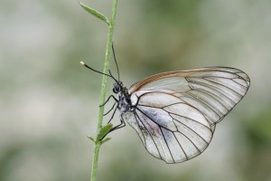 Vymizel i kdysi běžný "škůdce" sadů a zahrad - bělásek ovocný
