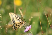 Otakárek fenyklový - Papilio machaon , Malá Čermná, 1.8.2014 IMG_9825