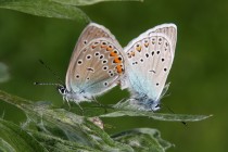 Modrásek ušlechtilý - Polyommatus amandus, Orlické hory- U Žídků, 20.6.2012  IMG_9527