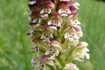 Teplomilné druhy zastupuje třeba vzácná orchidej vstavač osmahlý