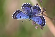 kde ve východních Čechách poletuje krásný modrásek rozchodníkový (Scolitantides orion)