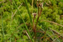 Blatnice bahenní - Scheuzeria palustris