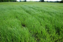 Zatopené louky s ostřicí připomínají rýžová pole