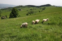 Ale na mnohých hospodaří dosídlenci z východu, u každé rodinné farmy kravka, ovce a kozy...