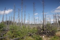 Bukový prales tu byl před třemi sty lety nahrazen smrčinou, která nedávno kvůli imisím a kůrovci začala ve velkém odumírat.