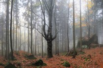 V lese pod Čapím vrchem