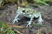 Ropucha zelená - Bufo viridis , Bohuslavice nad Metují, 23.7.2014