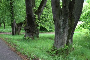 Kmeny těch nejstarších stromů jsou opravdu mohutné