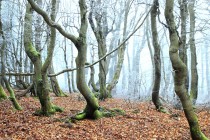Krkonoše - Rýchorský prales, Dvorský les