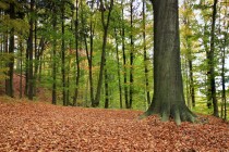 Stárkovské bučiny jsou krásné hlavně na podzim