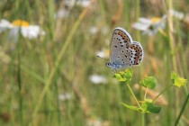 Přímo ve vesnici mnoho vzácných druhů - modrásek obecný