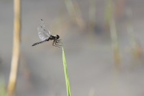 Vážka tmavá při přistání. Malý, černě zabarvený druh vážky. V letu se fotí dost obtížně...